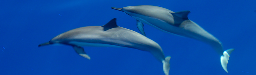 spinner dolphins_024.jpg